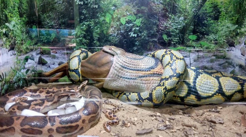 Chennai Snake Park Trust